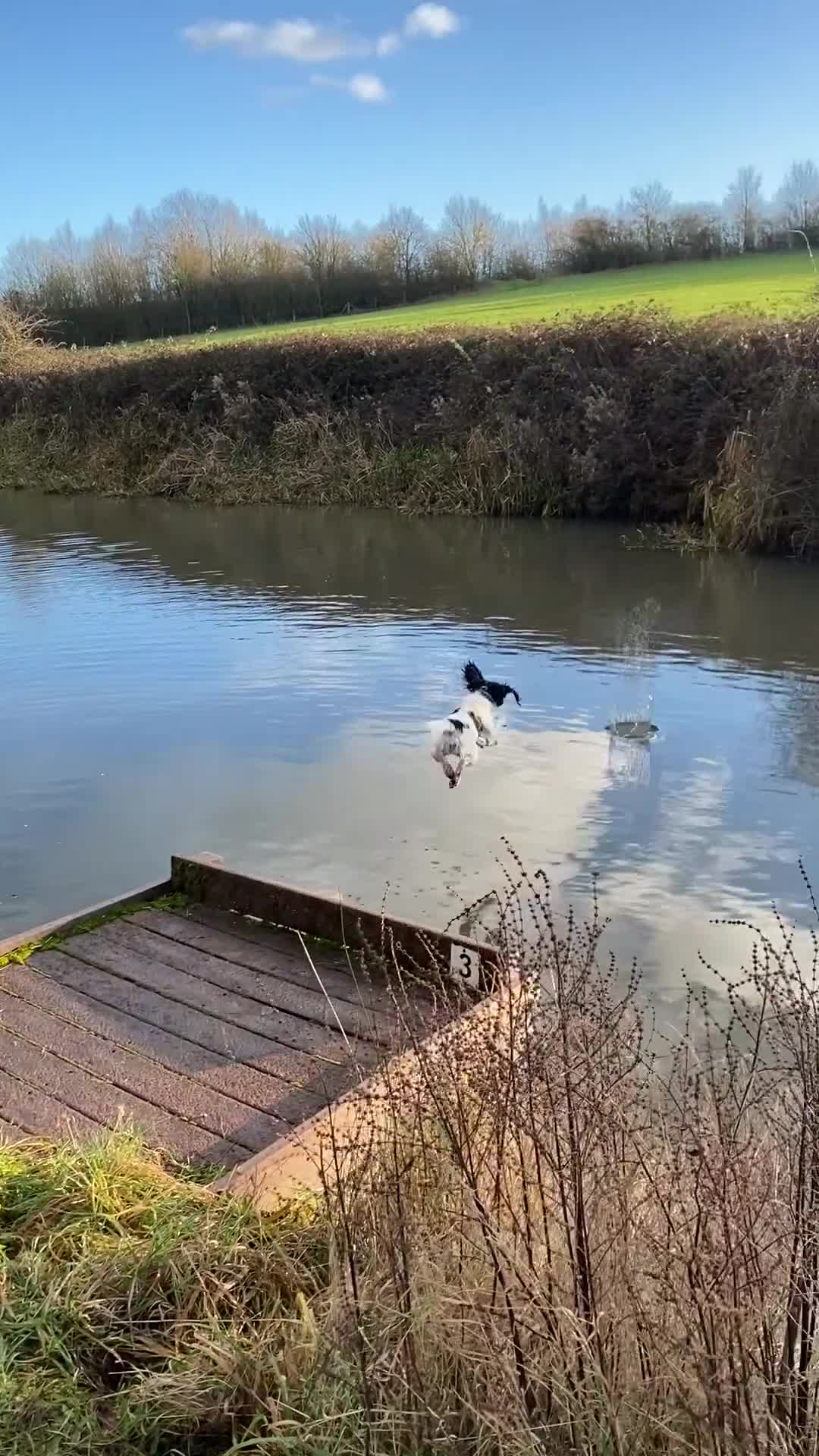 English Springer Spaniel dogs for sale: English Springer Spaniels  - Video 1
