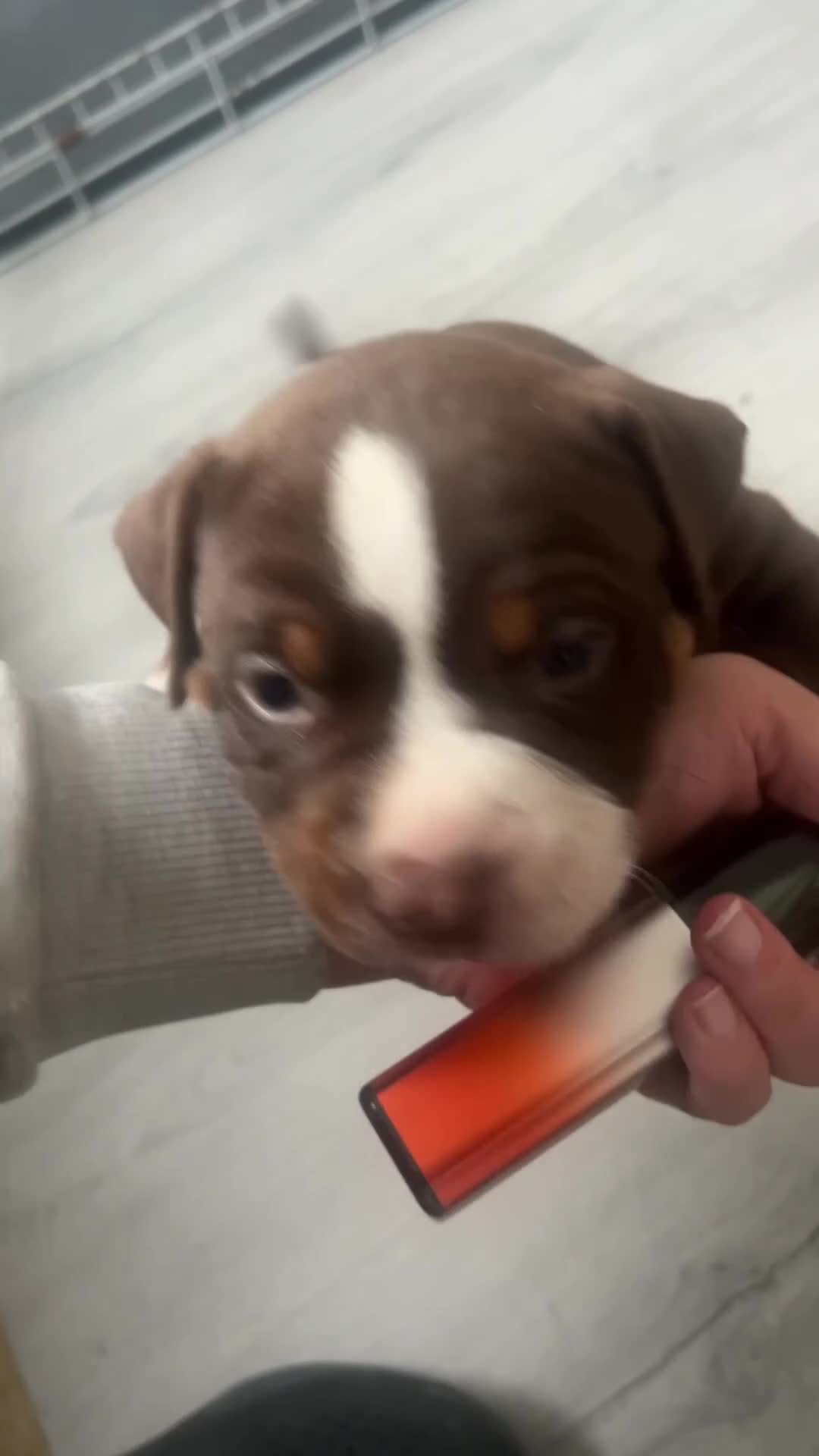American Bully dogs for sale: American pocket bully  - Video 2
