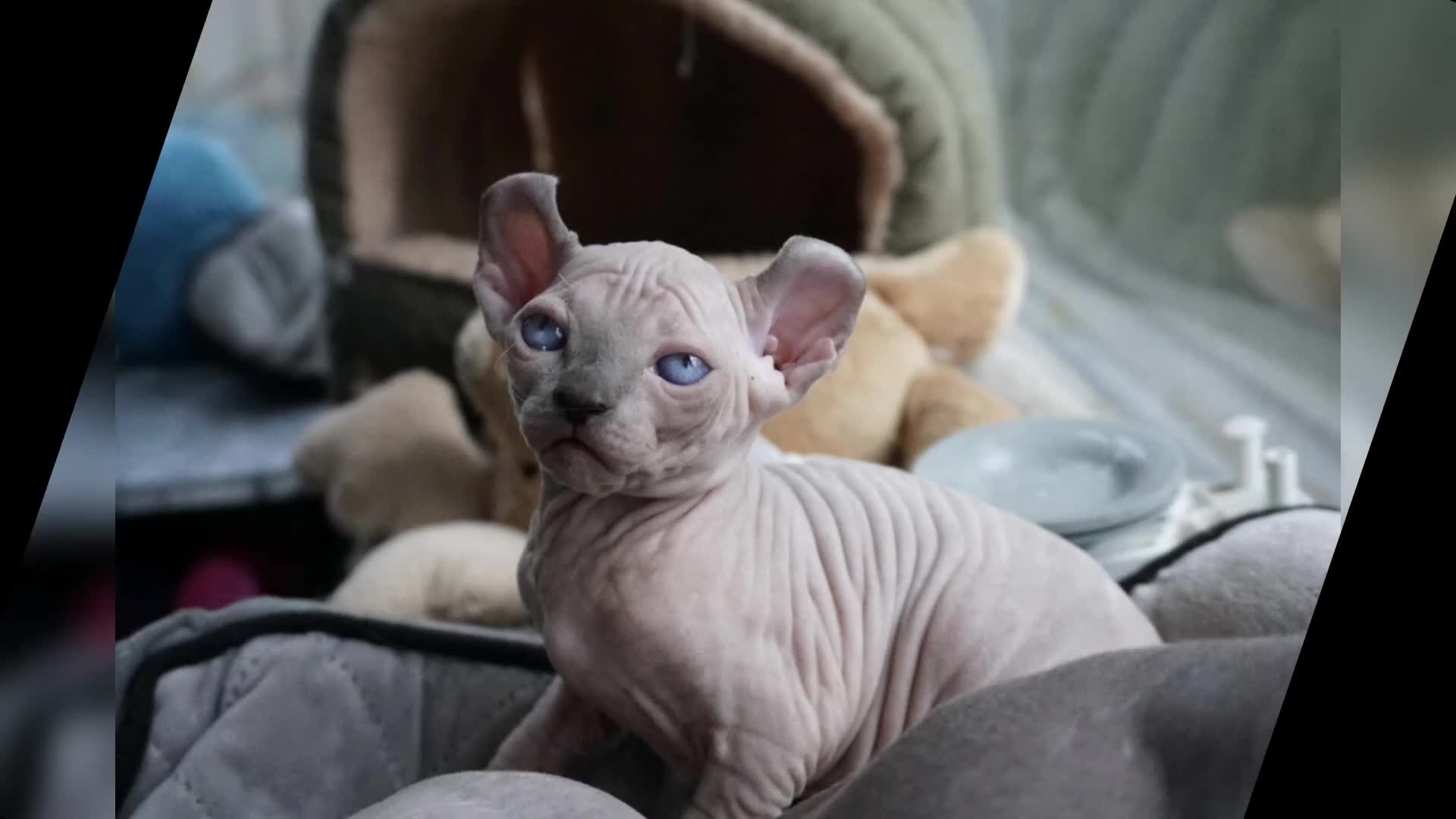 Dwelf cats for sale: Dwelf and Elf kittens for the best homes.  - Video 2