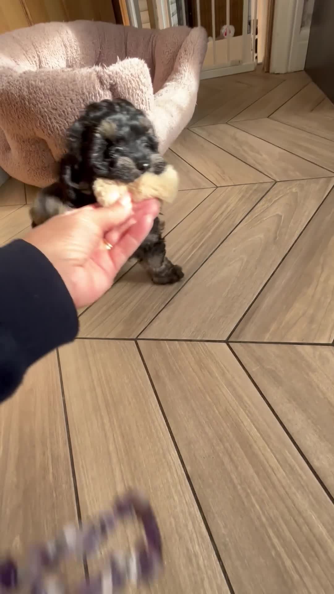 Maltipoo dogs for sale: 💎 READY NOW LAST PHANTOM BOY MALTIPOO 💎 - Video 1