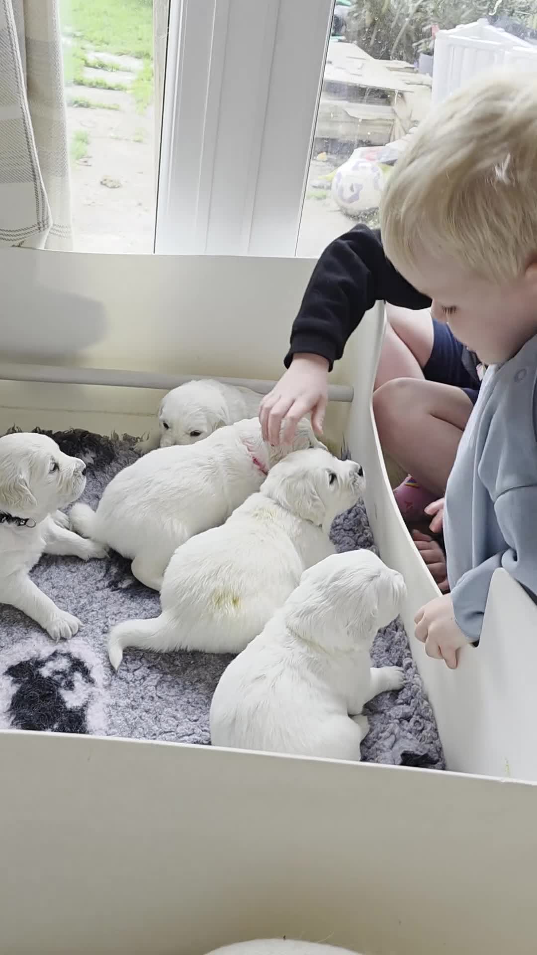 Golden Retriever dogs for sale: Fully Health Tested KC Registered Cream Puppies - Video 1