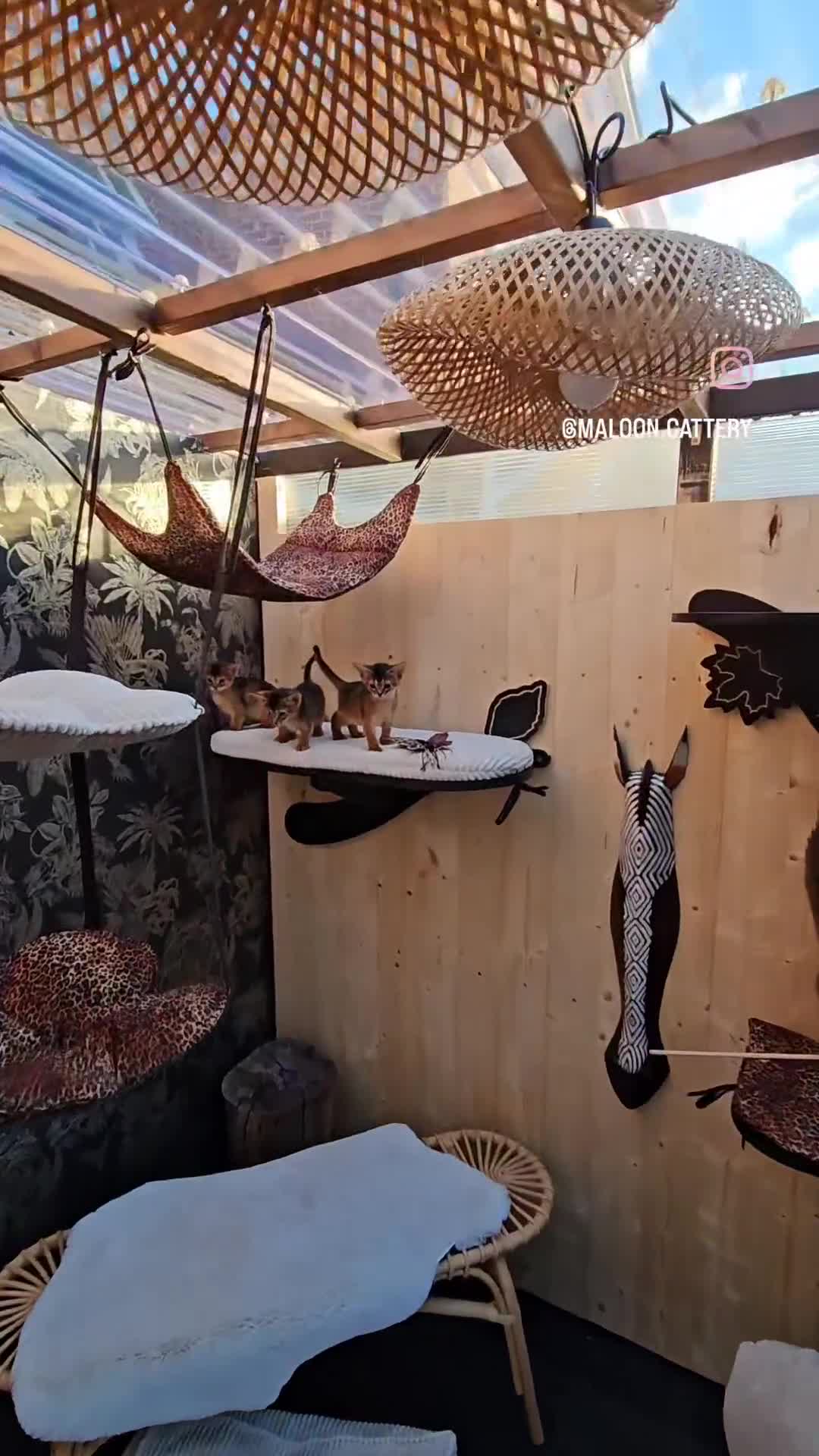 Abyssinian cats for sale: Silver Black Abyssinians-Champion TICA pedigree - Video 4