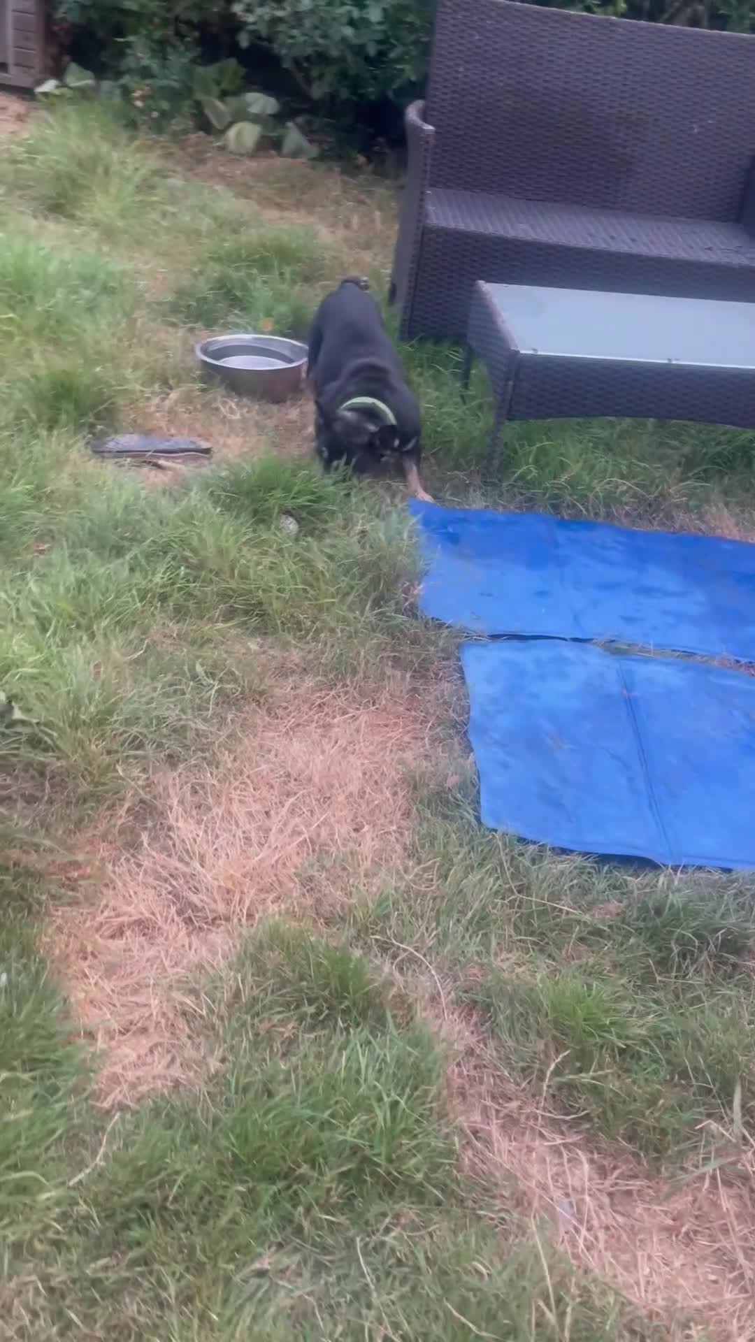 French Bulldog dogs for sale: She is the most cuddly, lovable gorgeous girl  - Video 2