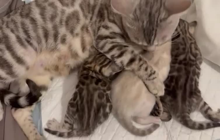 Bengal cats for sale: 🏆🎉New Pedigree Tica Mini Leopards Ready Soon🎉🏆 - Video 1