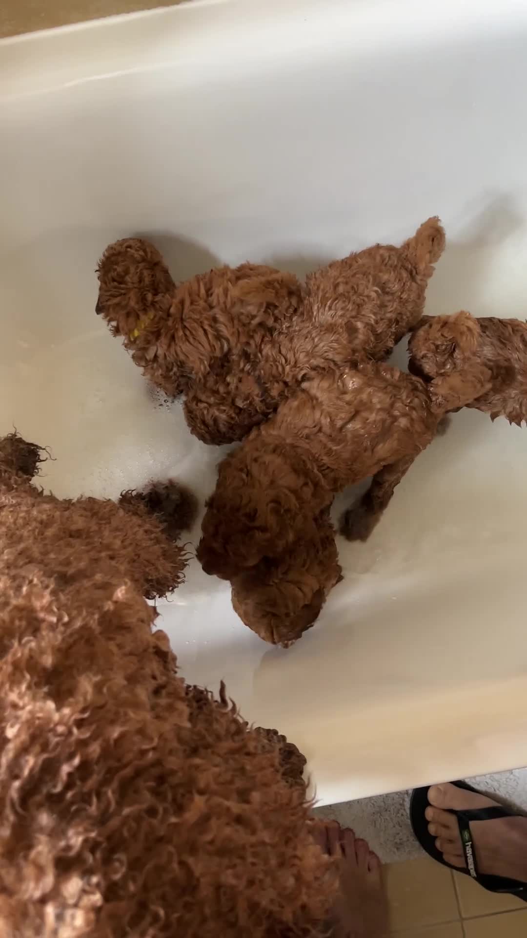 Labradoodle dogs for sale: Beautiful Red Labradoodle Puppies - Video 1