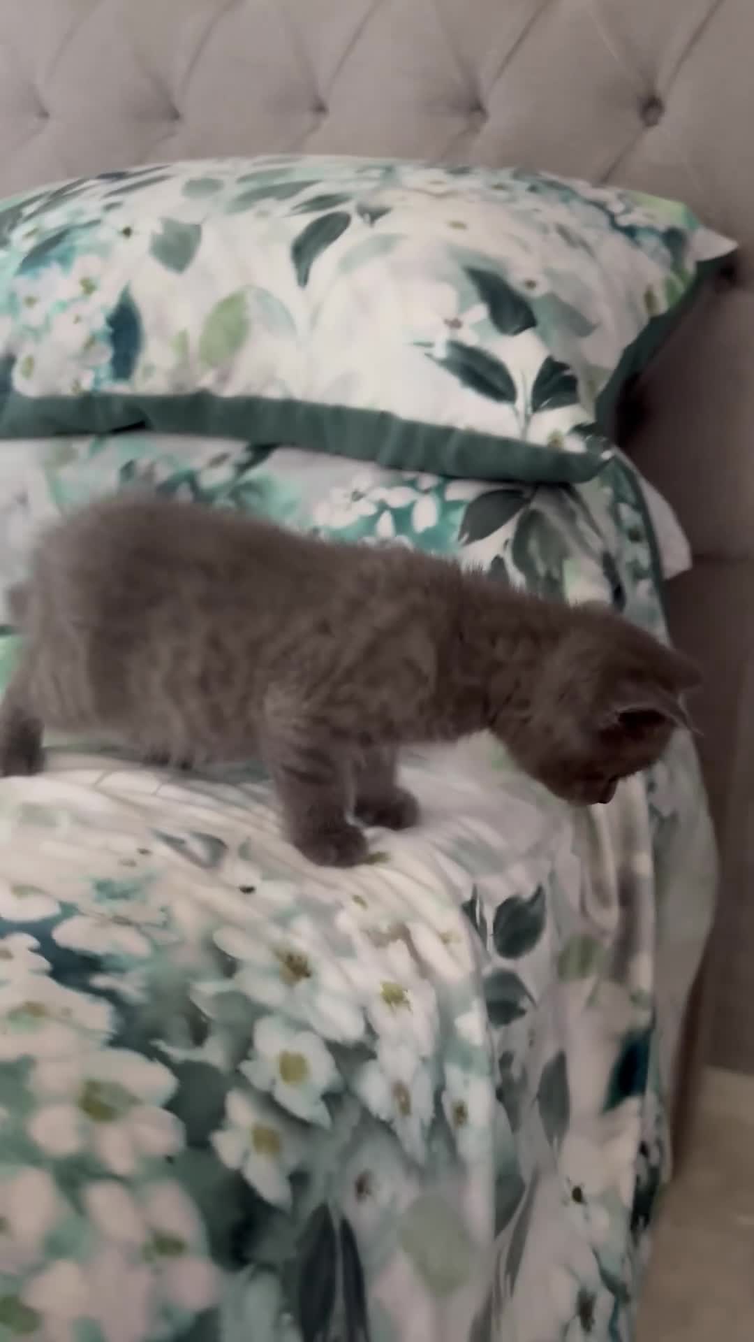 Scottish Fold cats for sale: Last 3 Scottish Fold/Straight kittens - Video 3