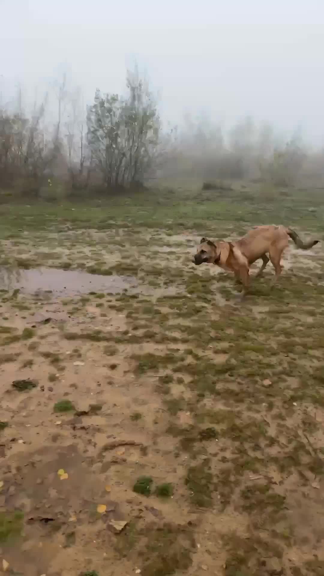 Belgian Shepherd Dog dogs for sale: Malinoise Female 9 month Old  - Video 3