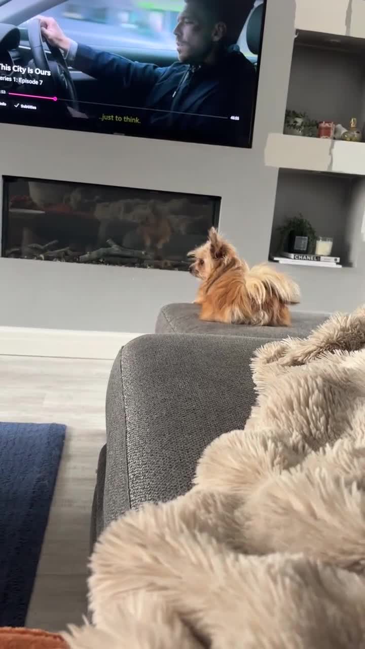 Pomeranian dogs for sale: Looking for homes  - Video 3