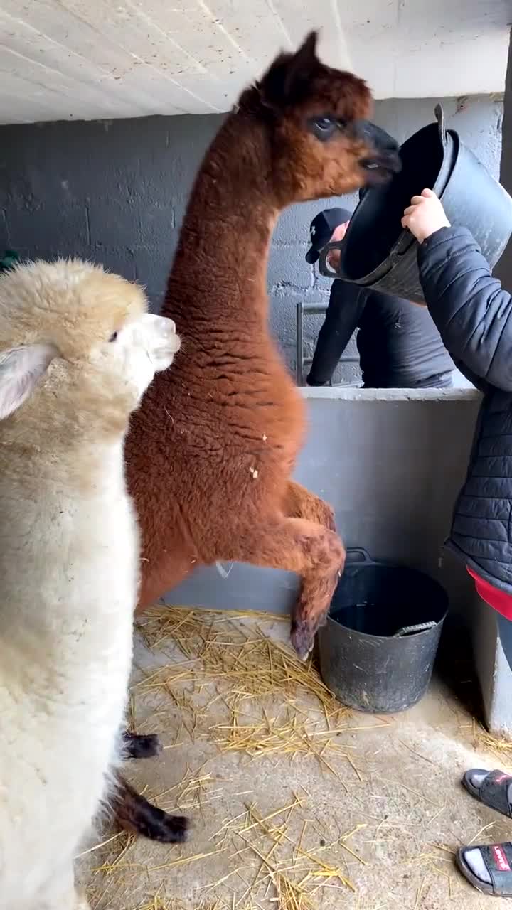 Alpaca livestock for sale: Group of 3 males  - Video 1
