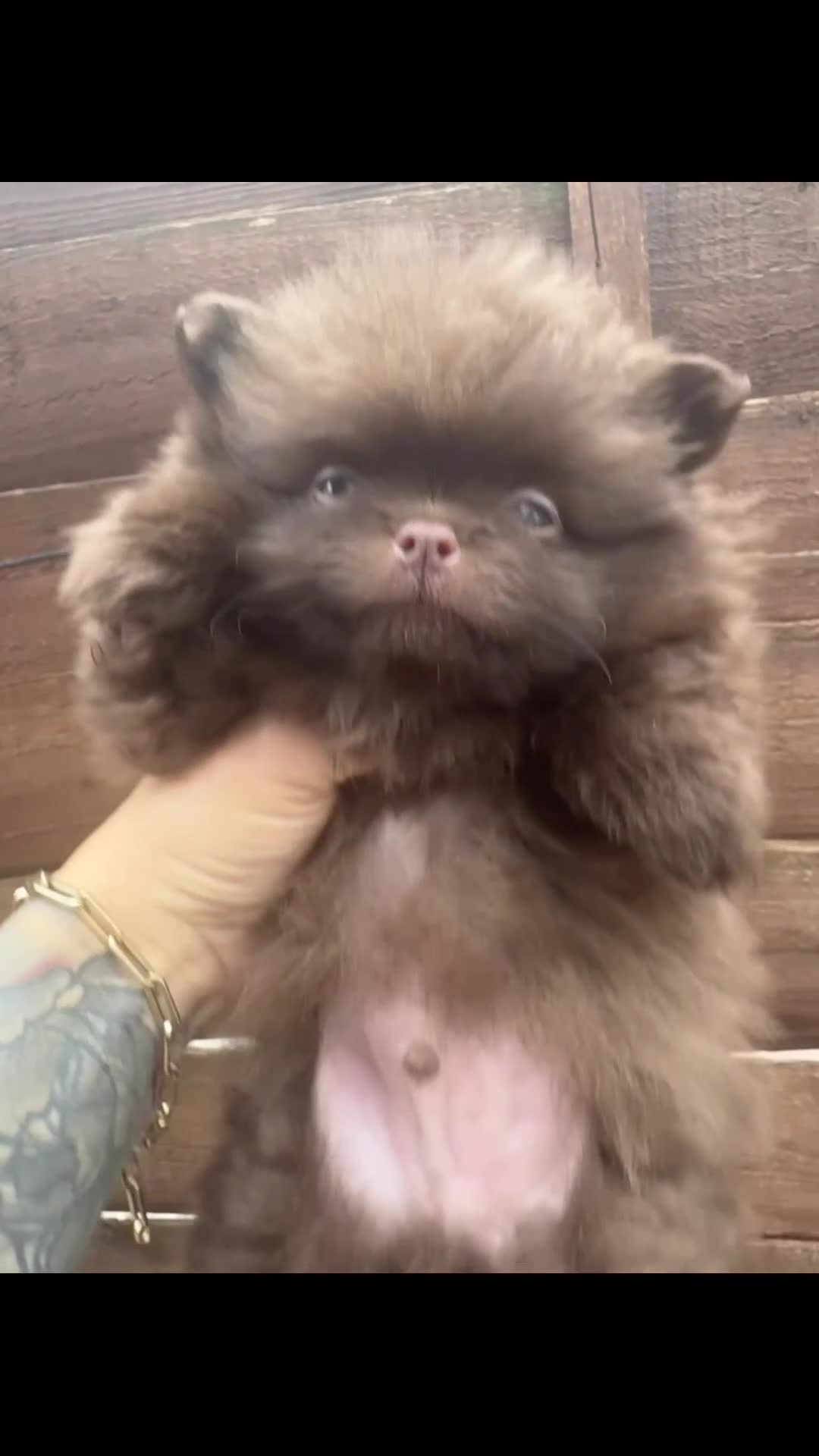 Pomeranian dogs for sale: Teddy bear amazing puppy 🥰 - Video 2