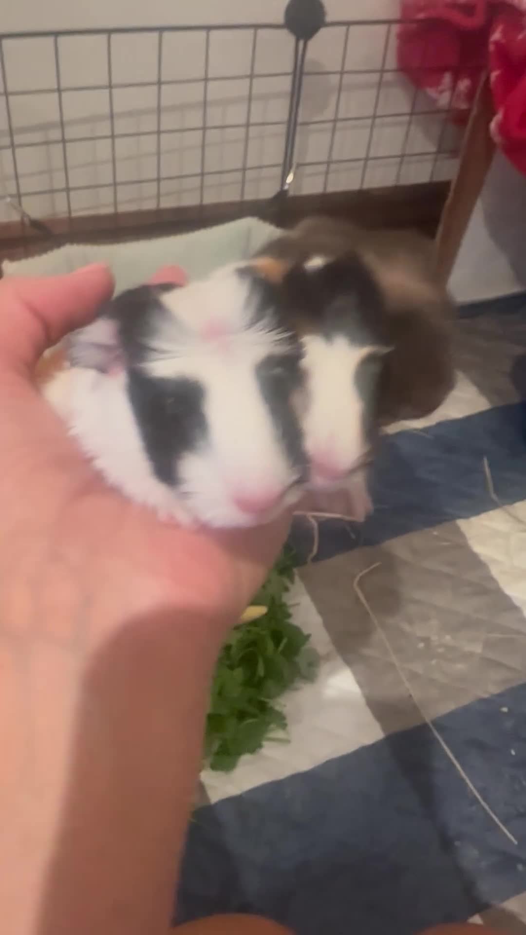 Guinea Pig rodents for sale: TWO FEMALE GUINEA PIG BABIES - Video 1