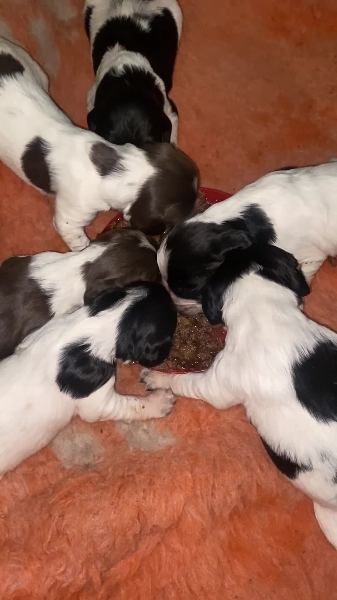English Springer Spaniel dogs for sale: Working springer spaniels  - Video 2