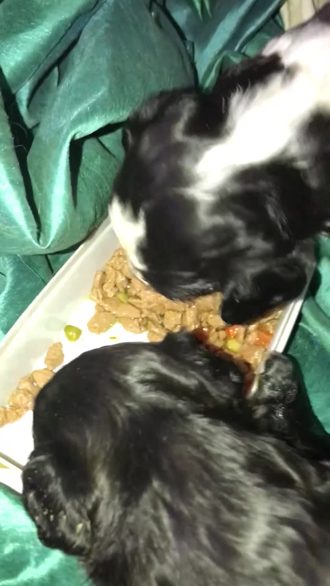 Mixed Breed dogs for sale: Collie x sprocker  - Video 1