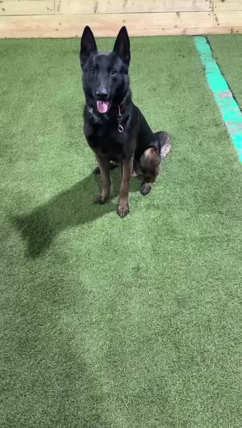 Belgian Shepherd Dog dogs for sale: Elite Dutch Shepherd Panther Reluctant Right Home - Video 1