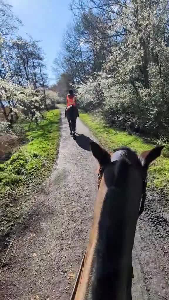 Irish Thoroughbred horses for sale: 16.1hh thoroughbred gelding - Video 1