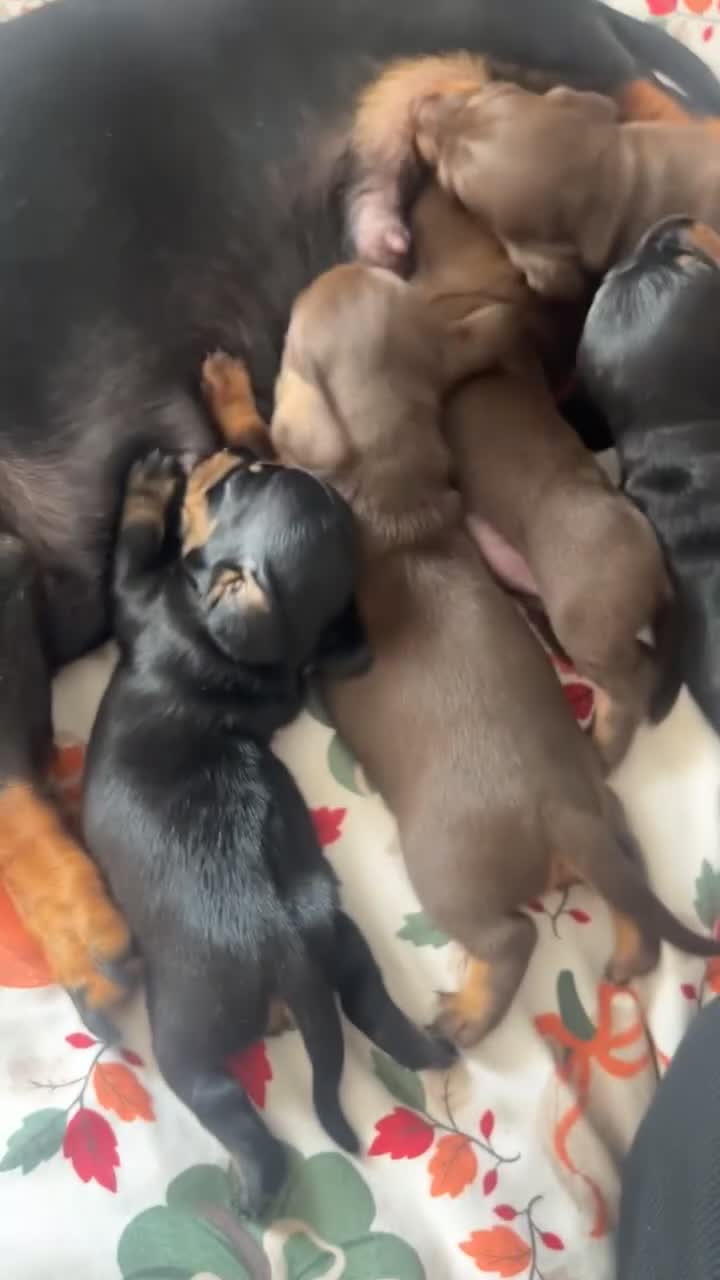Miniature Dachshund dogs for sale: Dachshund puppies  - Video 2