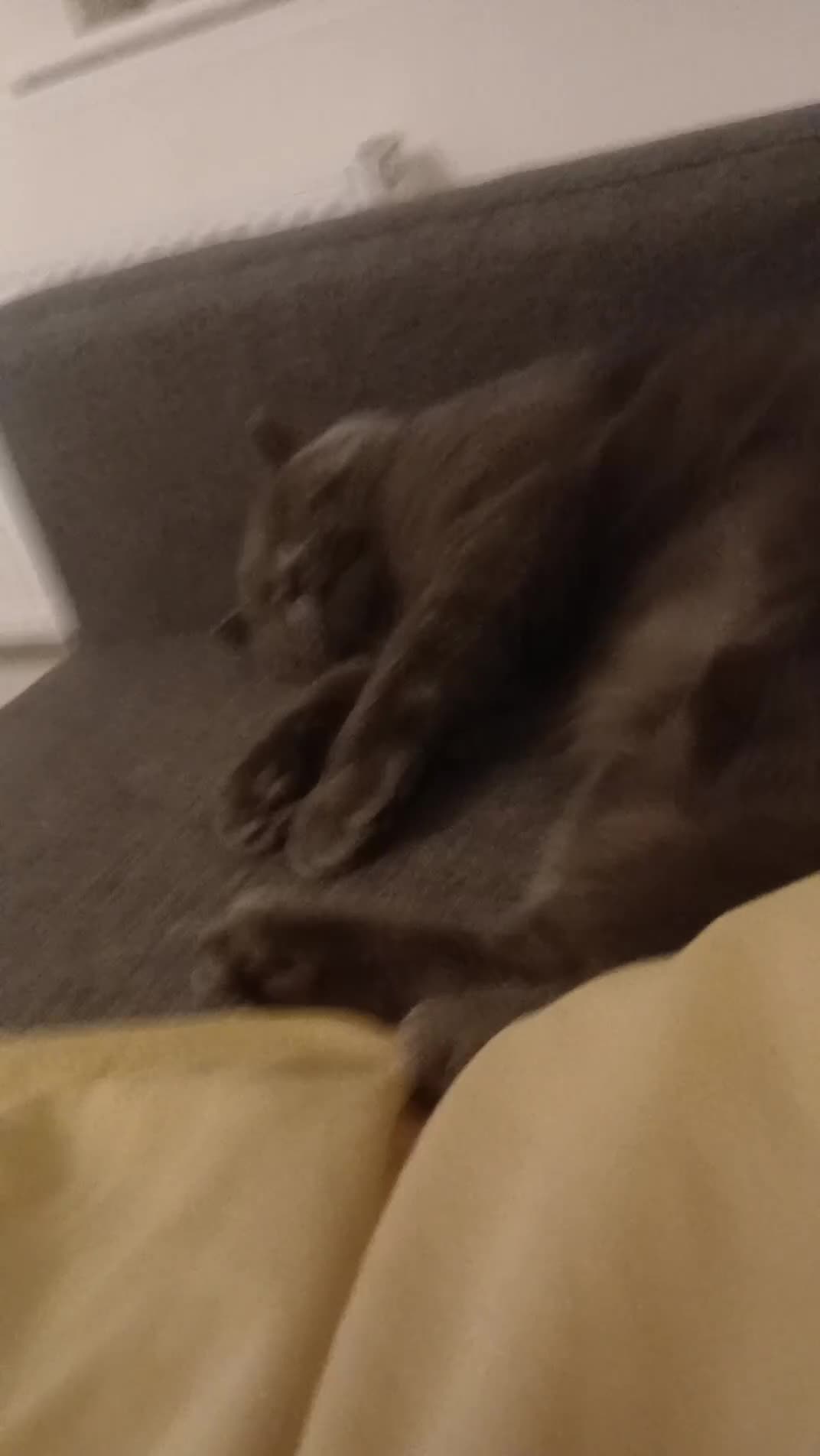 British Shorthair cats for sale: Sweet cat for sale  - Video 1