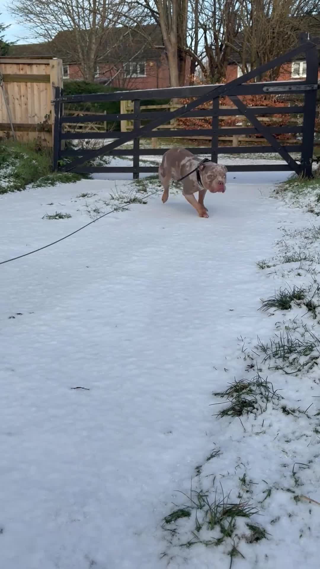 American Bulldog dogs for sale: Ace 🩵 - Video 1