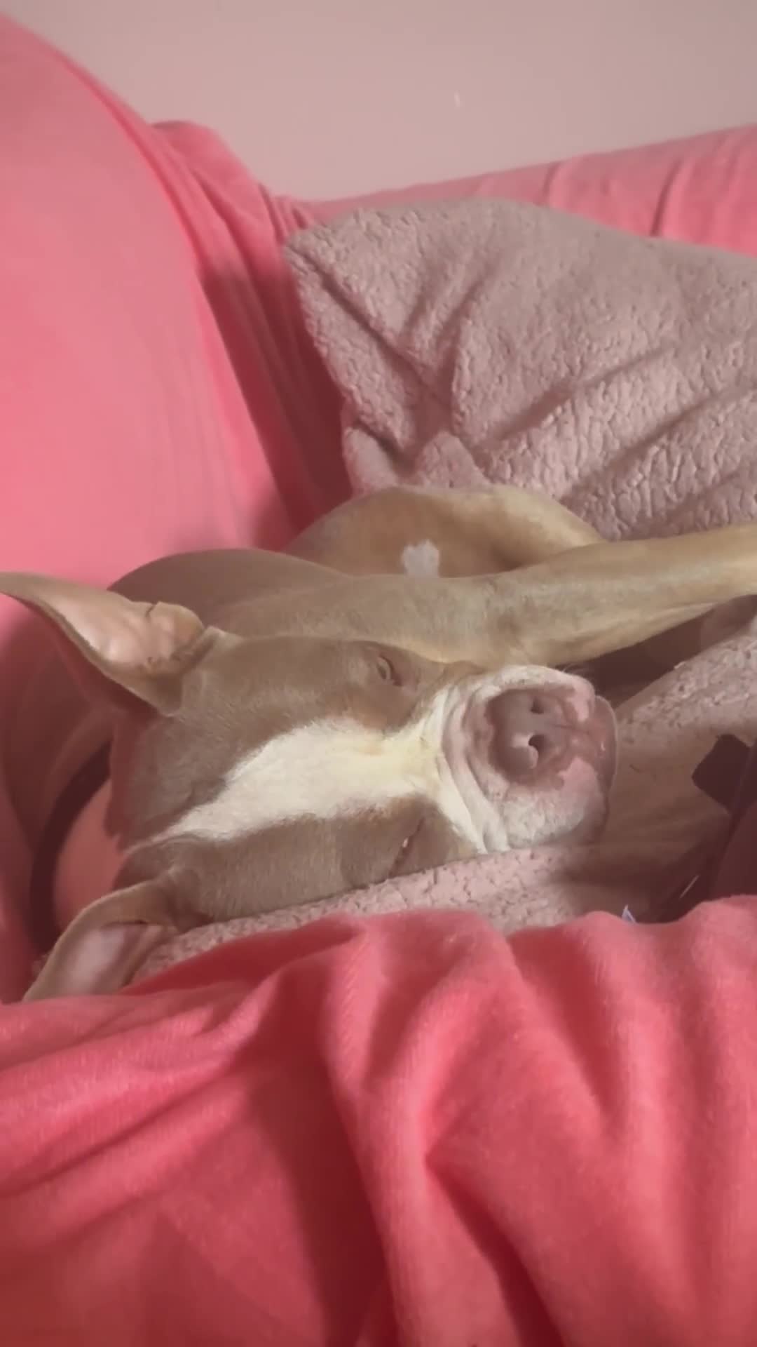 American Bully dogs for sale: American pocket bully 3yrs old female  - Video 1