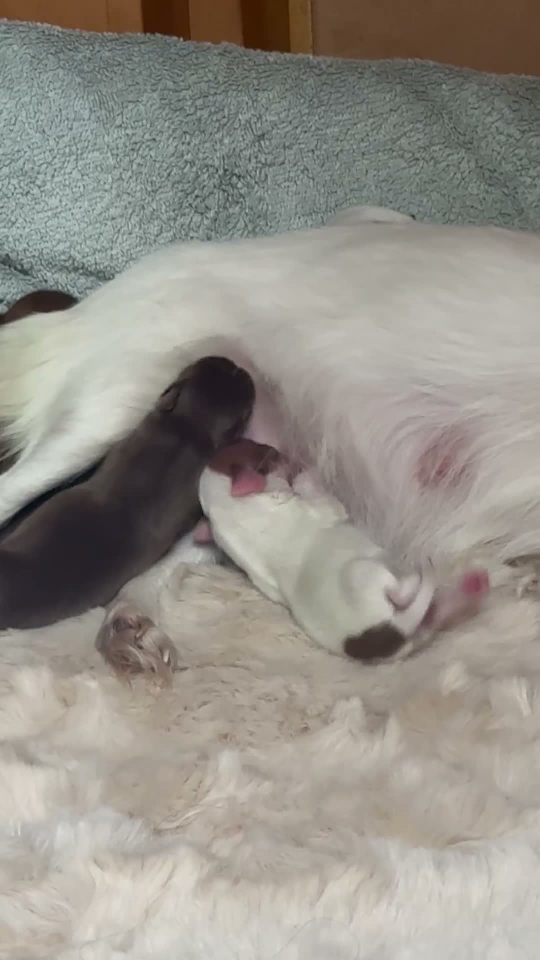 Chihuahua dogs for sale: Gorgeous chihuahua puppies - Video 1