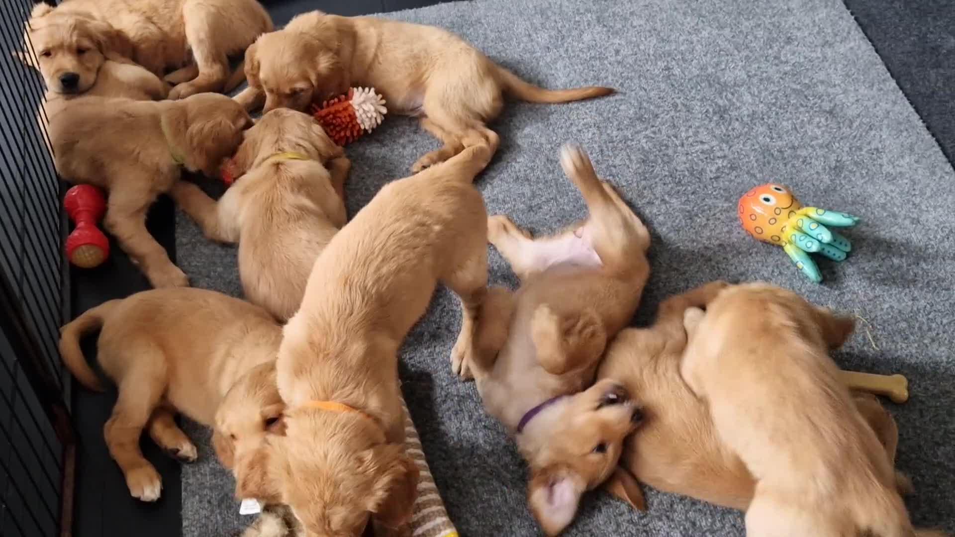 Golden Retriever dogs for sale: Red pups KC Registered Golden Retriever in Oxted - Video 4