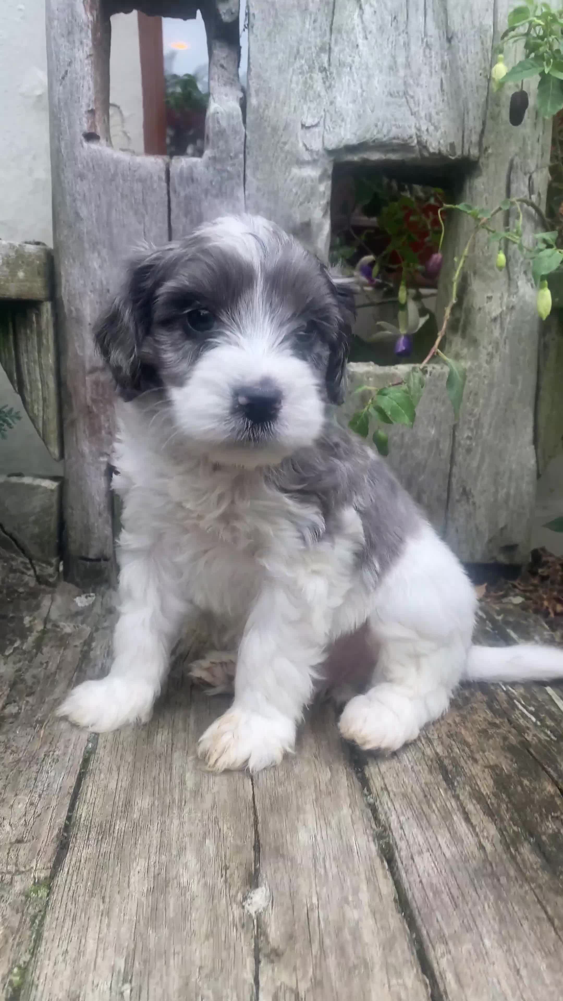Cavapoo dogs for sale: Cottage Cavapoo Puppies  - Video 2