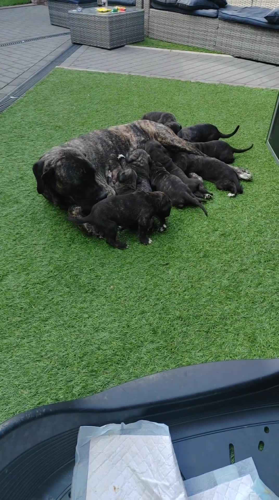 Cane Corso dogs for sale: Cane corso - Video 2