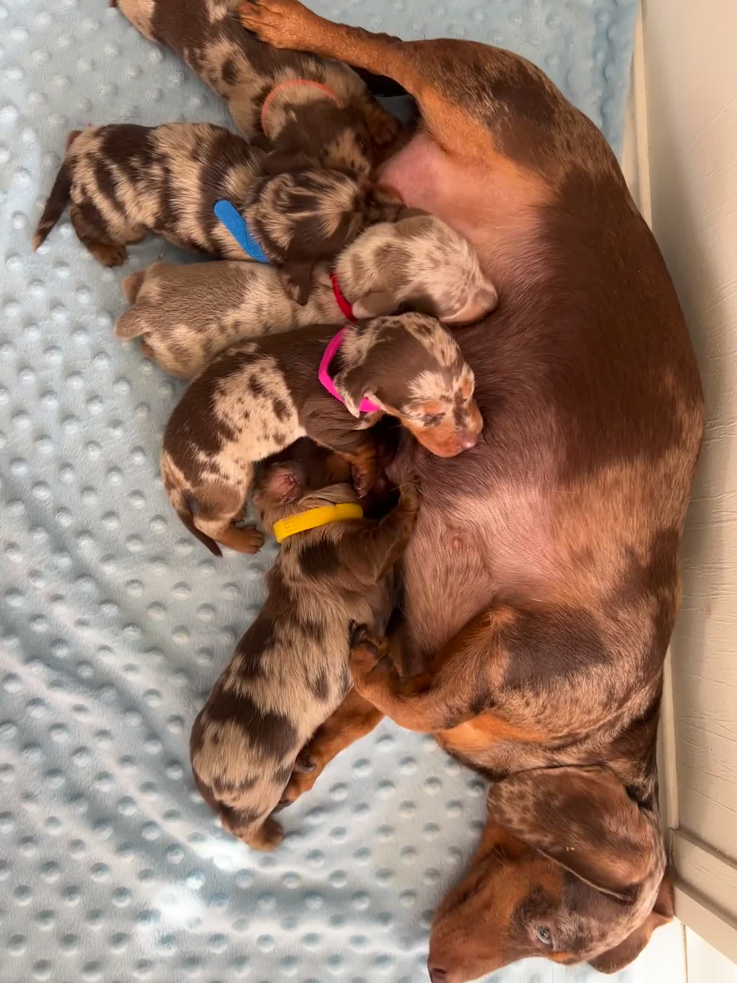 Miniature Dachshund dogs for sale: KC Miniature Dachshund 1 Choc & Isabella Dapple!!! - Video 1