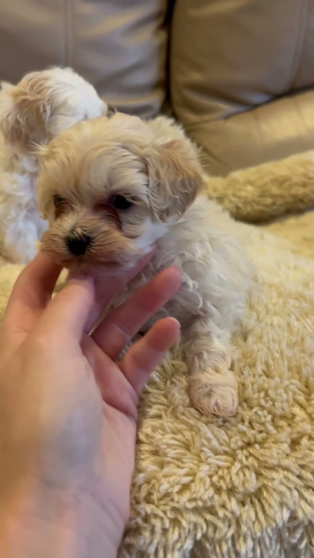 Maltipoo dogs for sale: Stunning little Maltipoo puppies  - Video 2