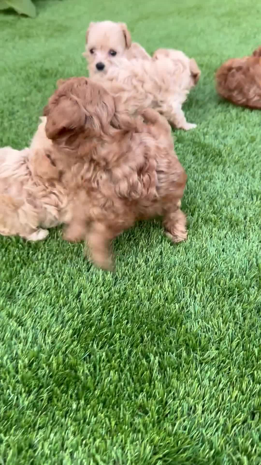 Cockapoo dogs for sale: 🐾 Adorable F1BB Teddy bear toy cockapoos 🐾 - Video 2