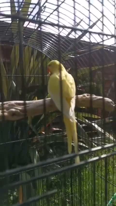 Ringnecks birds for sale: Ringneck parrot  - Video 1