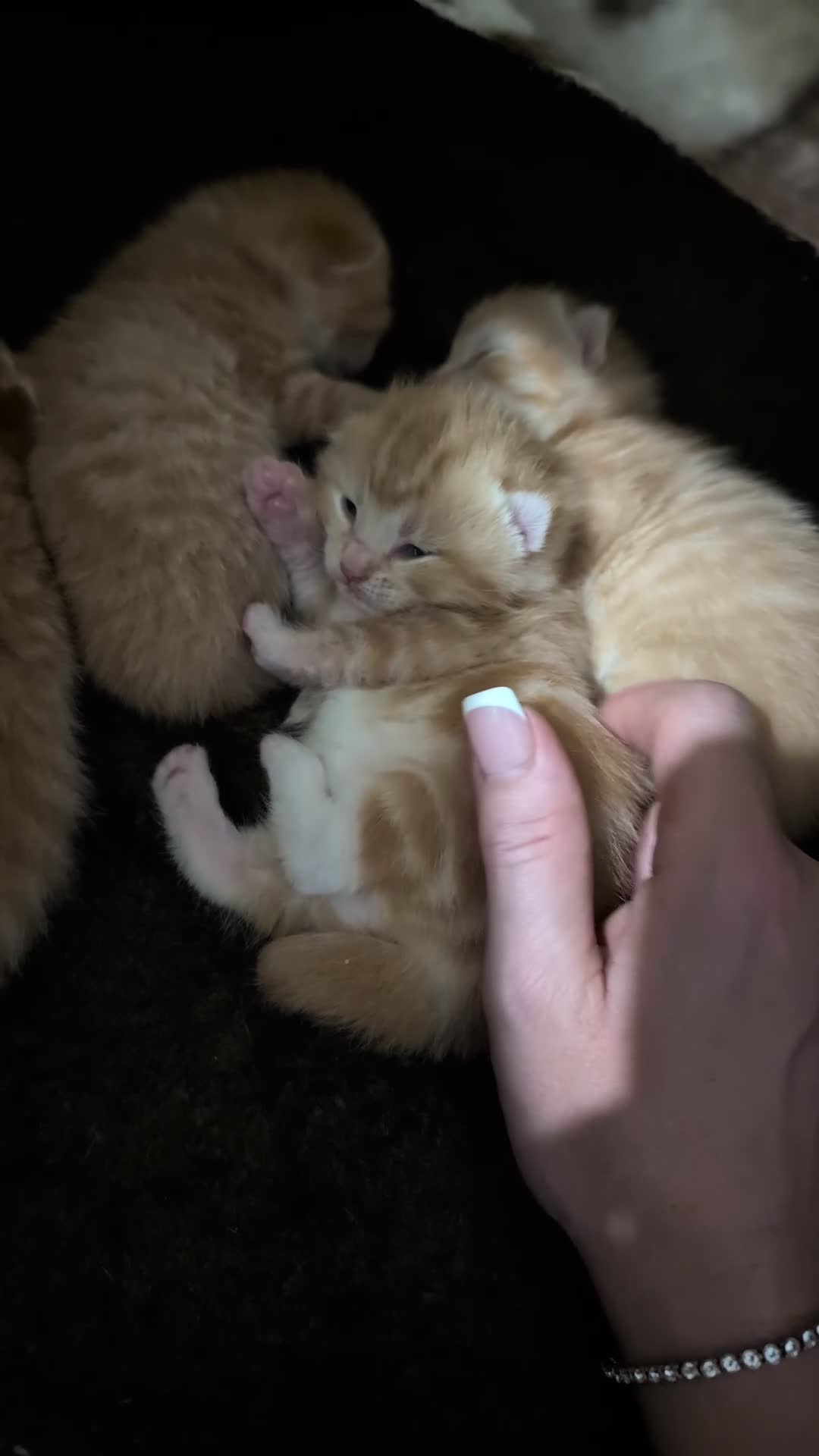 Mixed Breed cats for sale: 4 Beautiful Ginger Kittens - Video 2