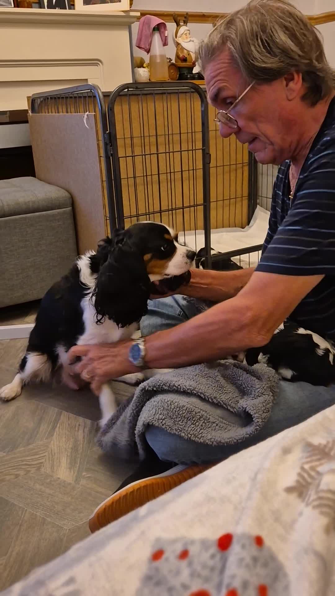 Cavalier King Charles Spaniel dogs for sale: 2 Beautiful Boys - Video 1