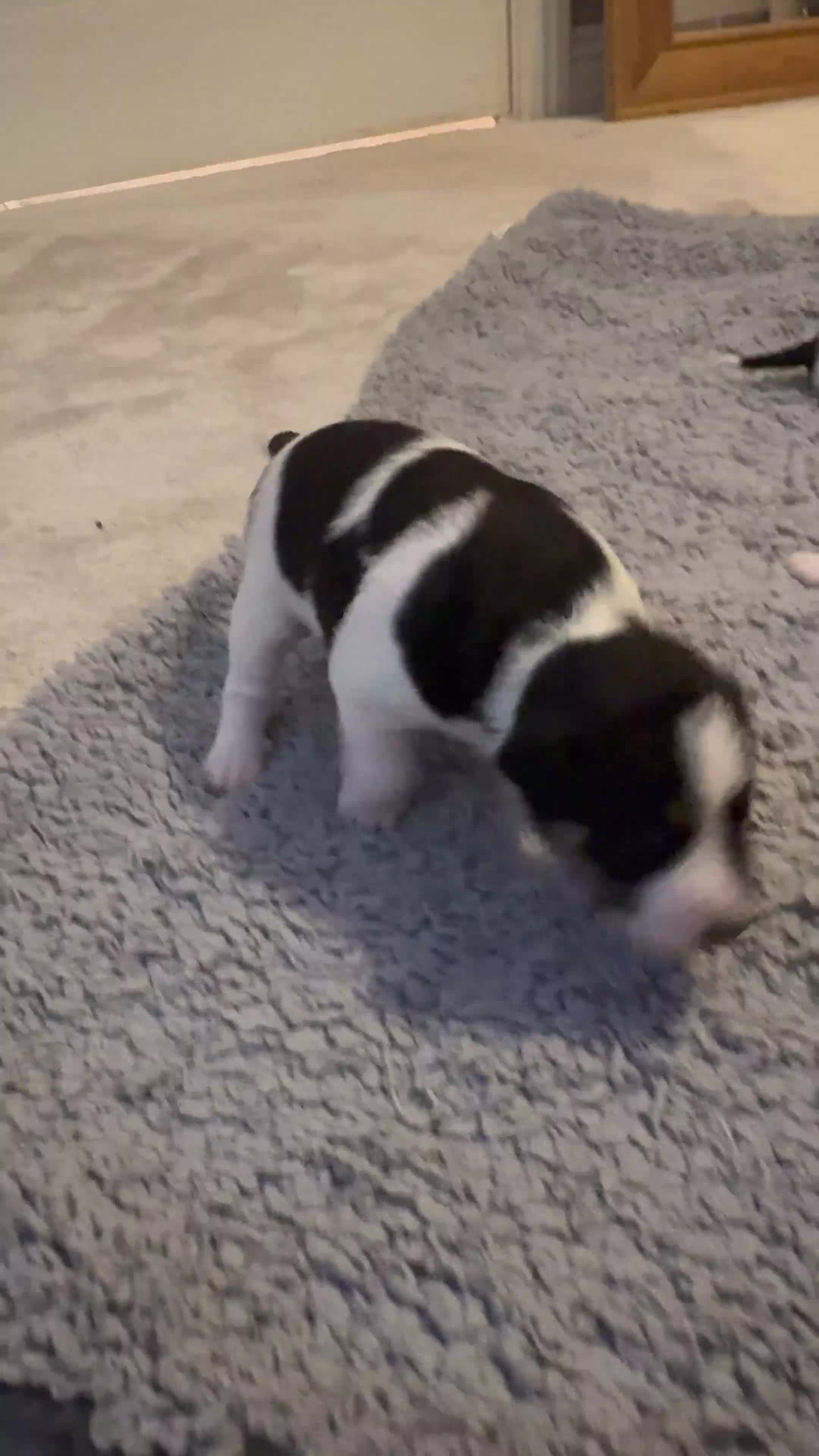 Parson Russell dogs for sale: Beautiful Parsons Russel Pups - Video 3