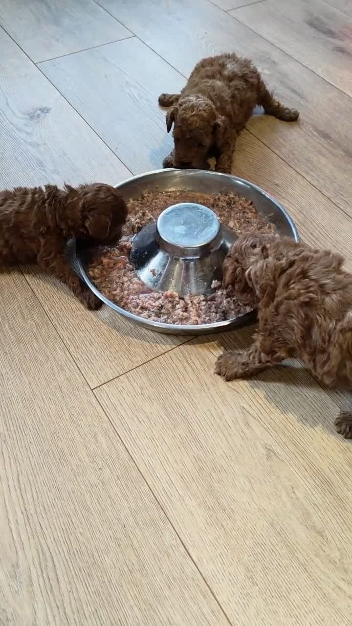 Toy Poodle dogs for sale: RED Toy poodles in Havant - Video 1