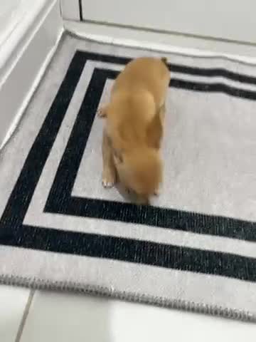 Chihuahua dogs for sale: Miniature chihuahua puppies (champion litter)  - Video 1