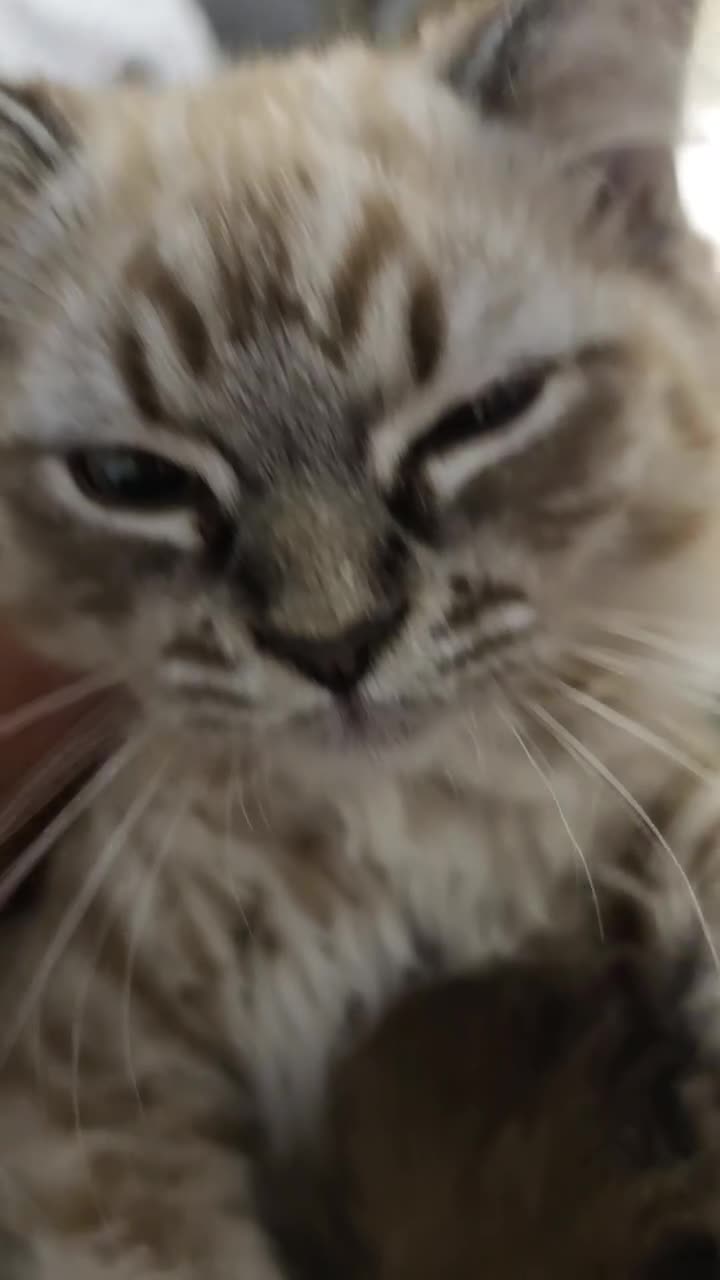Ragdoll cats for sale: last remaining Ragdoll cross scottish strait - Video 1