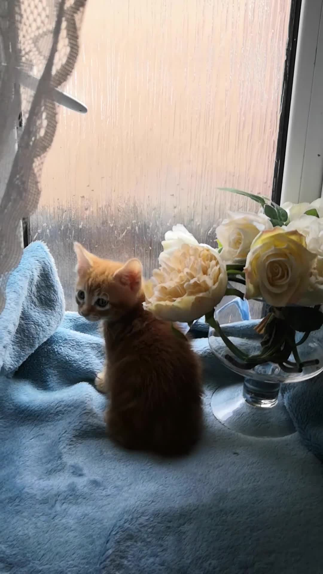 Mixed Breed cats for sale: Beautiful Male kittens VIDEOS - Video 4