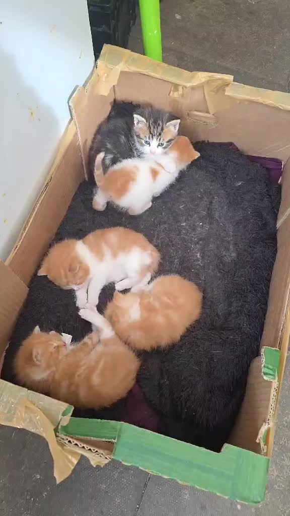 Exotic cats for sale: Exotic - Video 1