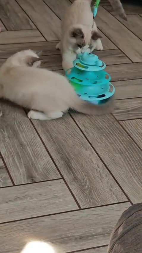 Ragdoll cats for sale: 3 pure ragdoll kittens remaining. Update 8/7/26 - Video 1