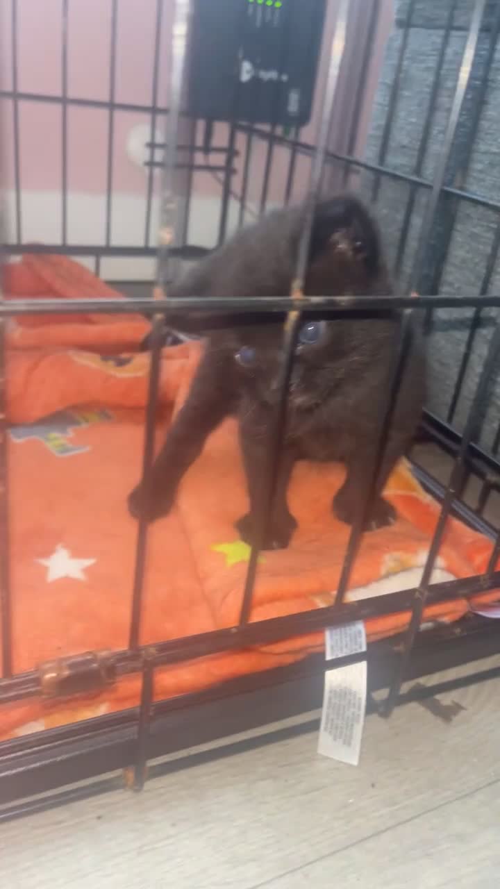 Mixed Breed cats for sale: 3 kittens  - Video 1