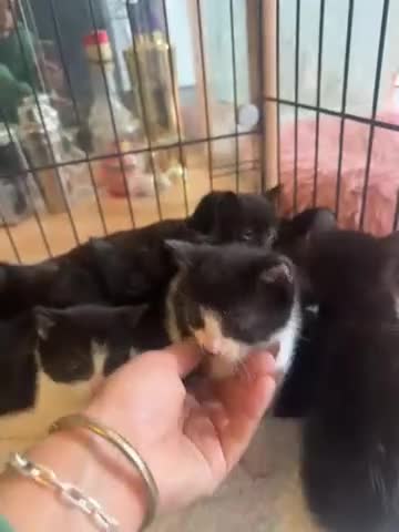 American Shorthair cats for sale: Cute little kitties  - Video 1
