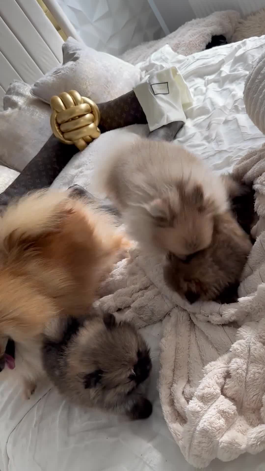 Pomeranian dogs for sale: Miniature true Pom boy  ** 🤍 - Video 2