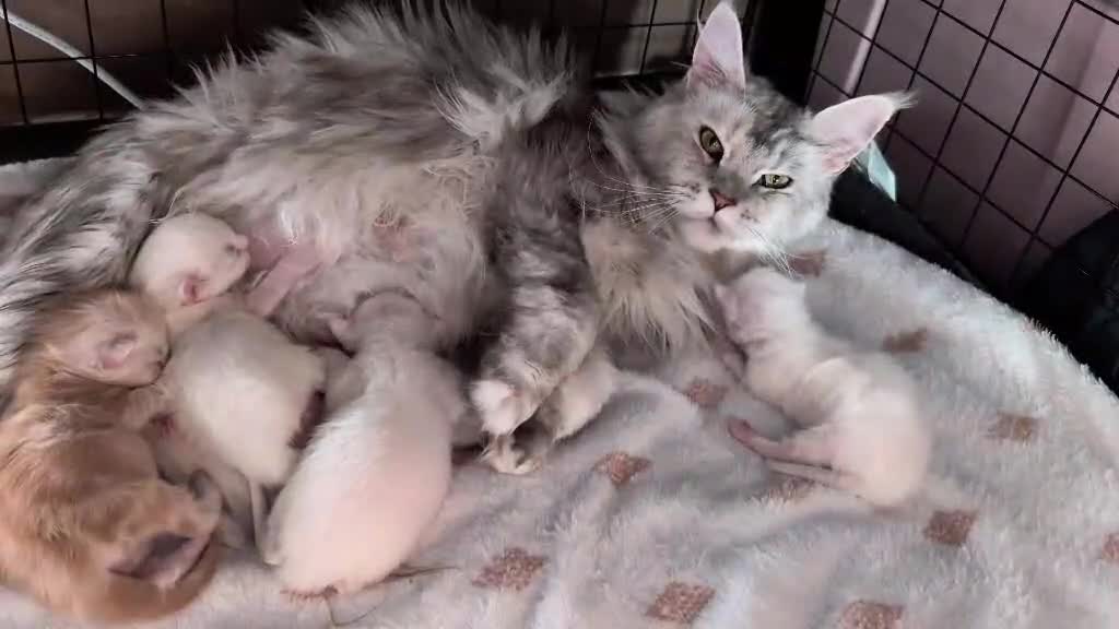 Maine Coon cats for sale: Pedigree Cute Mainecoon Kittens TICA Registered  in Hull - Video 1