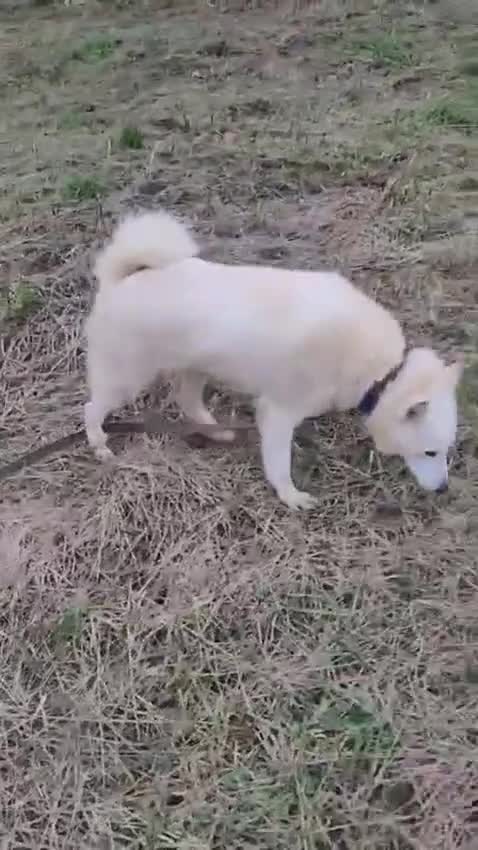 Mixed Breed dogs for adoption: 🐶💖 BARBIE 💖🐶 - Video 1