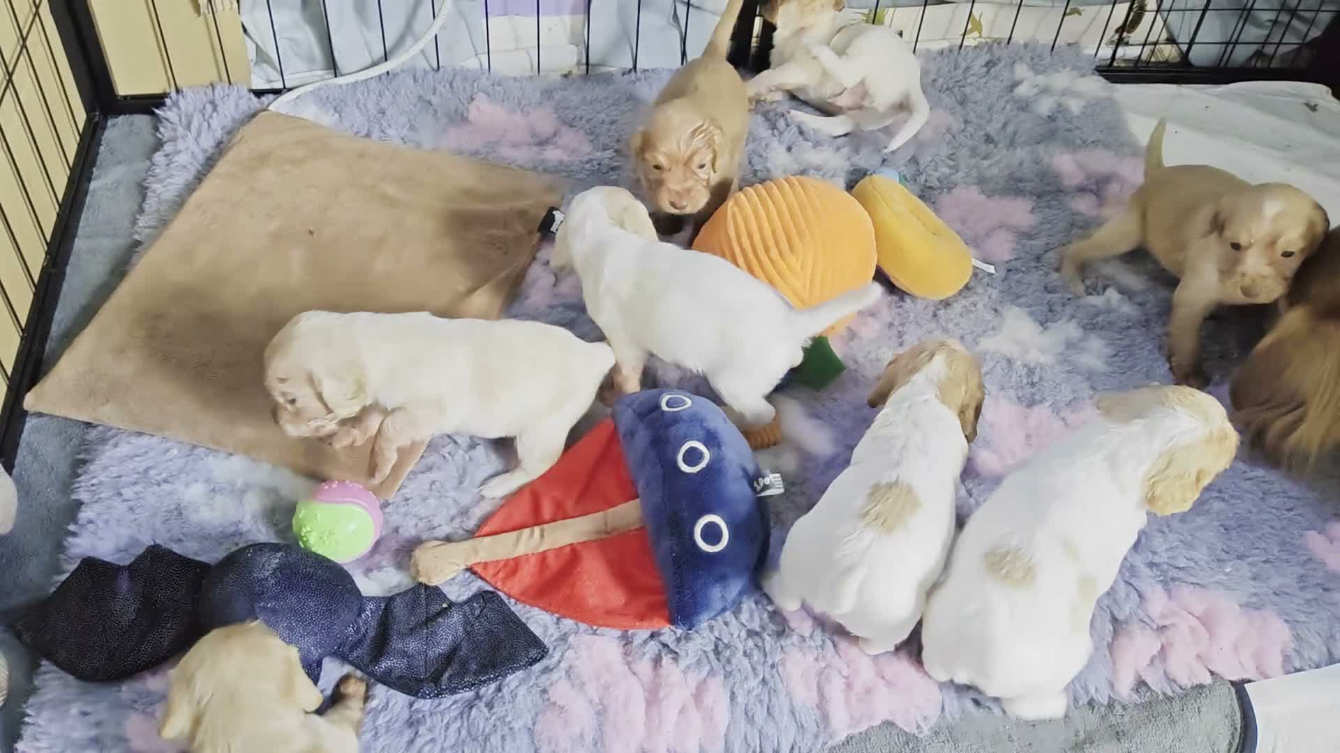 Cocker Spaniel dogs for sale: Beautiful Cocker spaniel puppies  in Driffield - Video 2