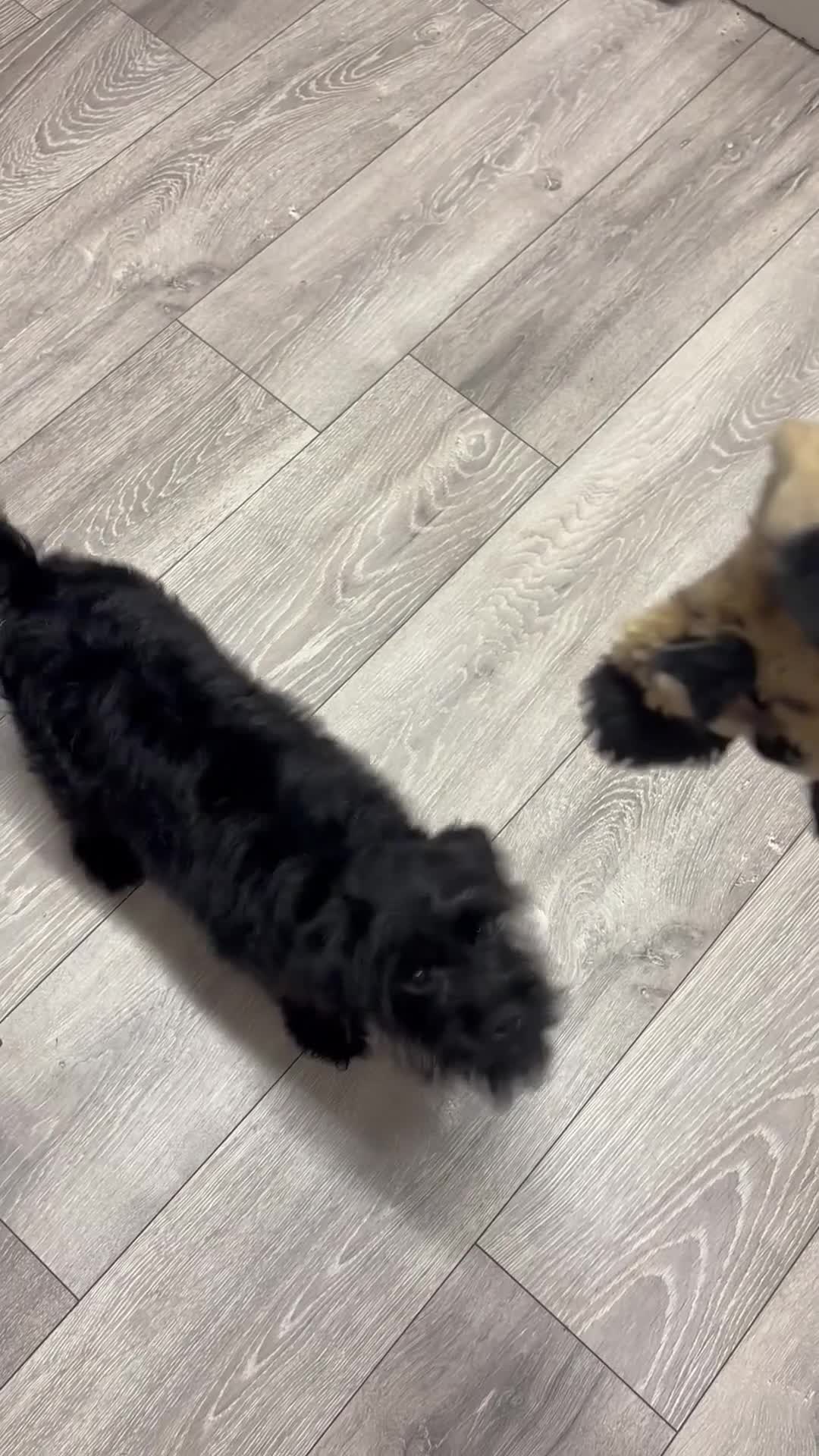 Pugapoo dogs for sale: Teddie the pugapoo in Spalding - Video 3