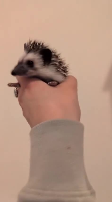 Pygmy Hedgehog rodents for sale: Gorgeous APH hedgehogs  - Video 2