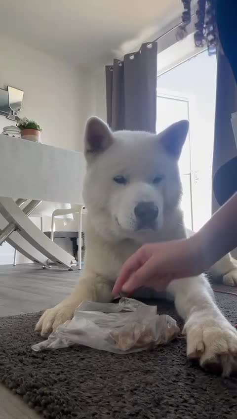 Japanese Akita Inu dogs for stud: Japanese Akita - Video 1