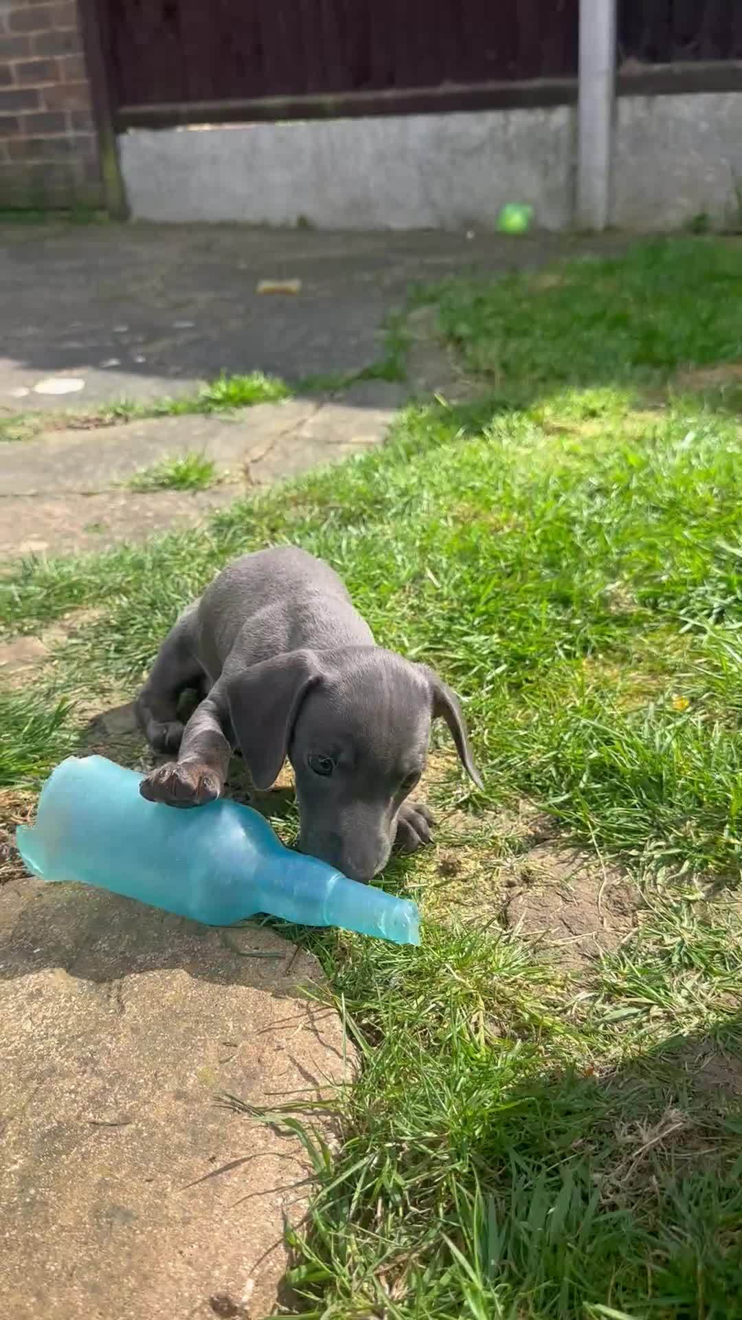 Miniature Dachshund dogs for sale: Miniature Dachshund  - Video 2